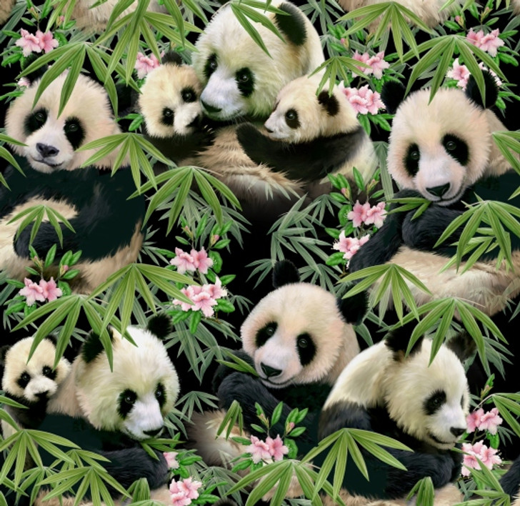 Panda Bears and Babies Black 1230E-BLK Cotton Quilting Fabric