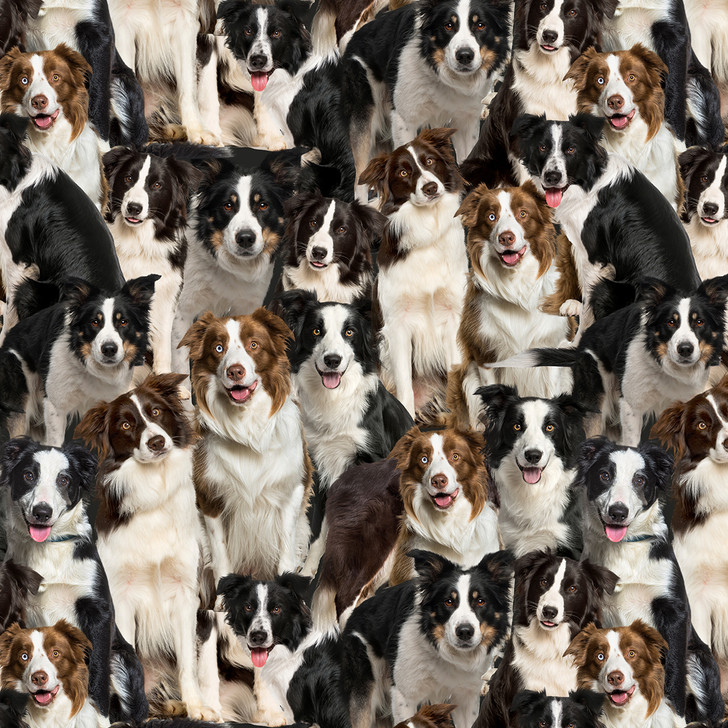 Merino Muster II Border Collie Dogs 3094G Cotton Quilting Fabric