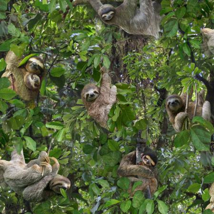 Sloths Playing in Trees Cotton Quilting Fabric