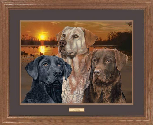 Sunset Trio Lab Dogs Premium Framed Print by Scot Storm