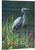 Great Blue Heron Gallery  Wrapped Canvas by Jocelyn Beatty