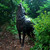 Bronze Howling Wolf Sculpture