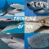 Adopt A Virtual Shark - Thinking of You