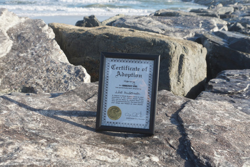 Shark adoption certificate
