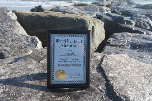 Shark adoption certificate