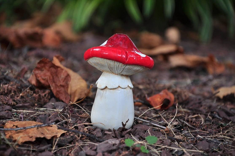 mushroom garden, grow mushrooms garden, miniature mushrooms, mini mushrooms