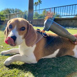 Paw Wave Perk Pet Massager with Beagle