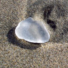 White sea glass on the beach