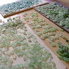 When we sort sea glass we begin by color and hue, then refine to size and shape.

It can take hundreds of hours of beach combing and matching to find 2 pieces of sea glass that are similar in size, shape, color, hue, thickness, tone and frost.