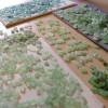 Sorting sea glass for earrings takes hours upon hours. We not only match for shape, size and color but also for degree of frost, quality and thickness. It can take hundreds of pieces of sea glass of similar size to find just one pair.
