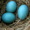Robin's Egg  - HUGE LONG Blue English Sea Glass In Original Sterling Silver Wire Bezel© Necklace Pendant