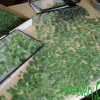 We meticulously sort though hundreds of pieces of beach found sea glass to find one pair that is similar in shape, size and hue! Sorting sea glass for earrings takes hours upon hours. We not only match for shape, size and color but also for degree of frost, quality and thickness. It can take hundreds of pieces of sea glass of similar size to find just one pair.