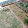 We meticulously sort though hundreds of pieces of beach found sea glass to find one pair that is similar in shape, size and hue! Aqua Blue sea glass becomes increasing as each wave passes.