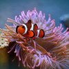 a sea anemone