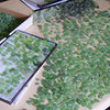 We sort through thousands of pieces of sea glass to find the most perfect matches for our earrings
REMEMBER - we do not shape or color our sea glass.