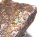 Opal Earrings