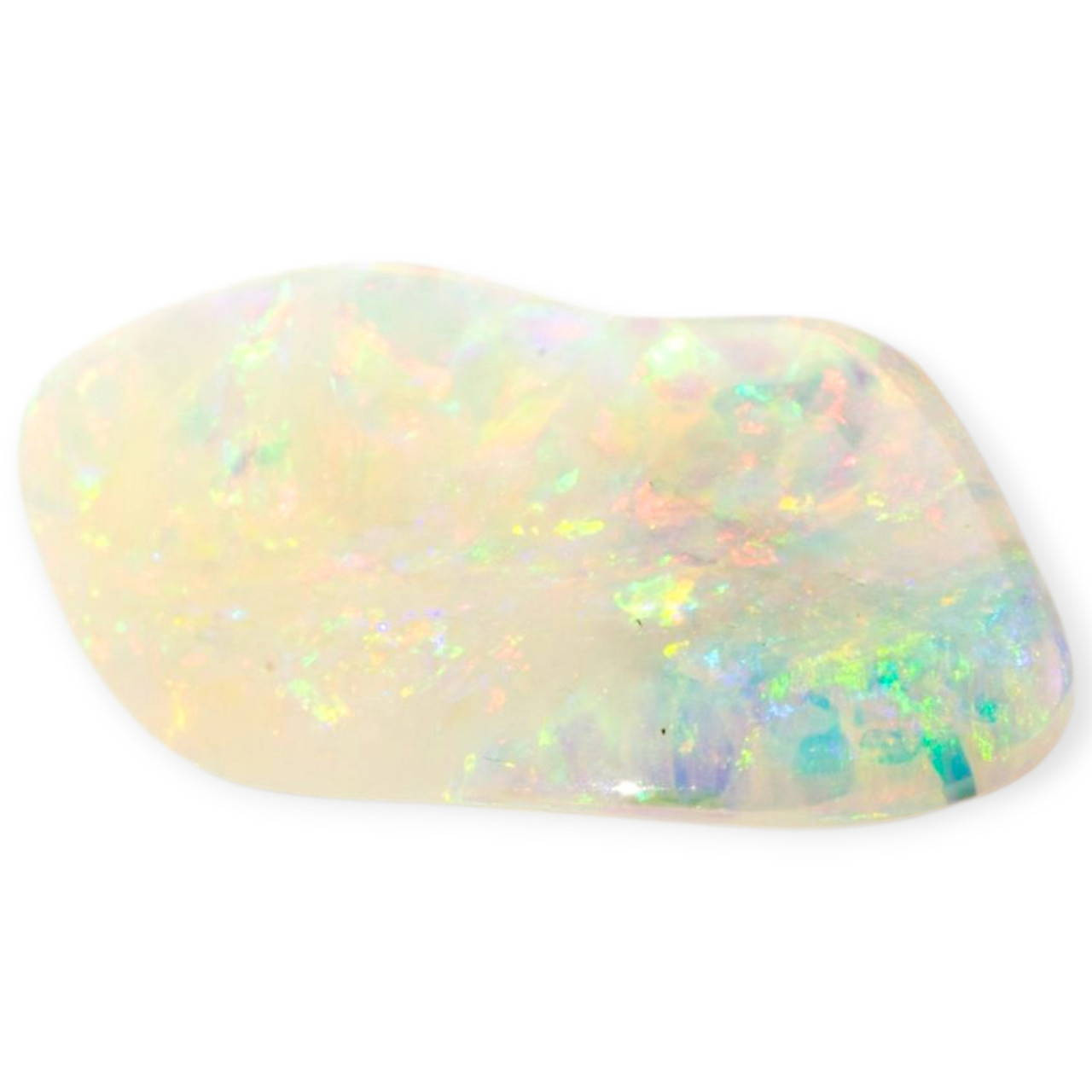 Celestial Glow Opalized Shell (30 million Years old shell)