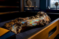 Collectors: Direct Miner Provenance. Wear or Keep Opalized Fossils