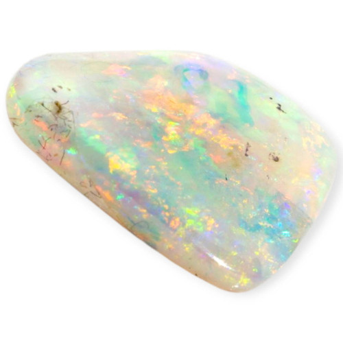 Twilight Flame Opalized Shell (30 million Years old shell)