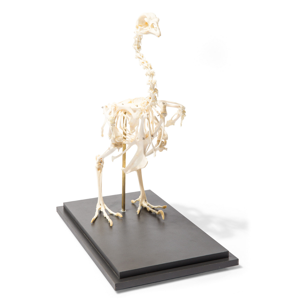 Chicken Skeleton Parts