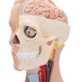 Anatomy Unveiled: The Significance of Medical Anatomical Models in Healthcare Education and Practice