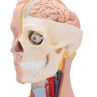 Anatomy Unveiled: The Significance of Medical Anatomical Models in Healthcare Education and Practice
