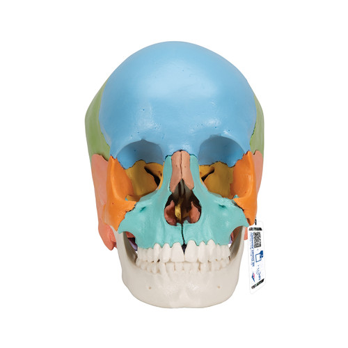 Beauchene Adult Human Skull Model, 22 part - 3B Smart Anatomy, anatomical models, adult human skull, medical training supplies