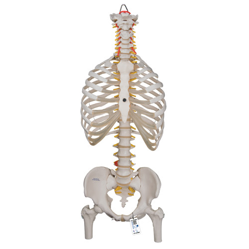 This spine and rib is an anatomically correct model of this section of human anatomy. Stand is not included with this spine and rib model, please see Stand for Spinal Columns and Skeletons.