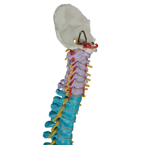 Didactic Flexible Human Spine Model - 3B Smart Anatomy