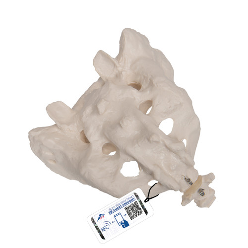 Human Sacrum & Coccyx Model - 3B Smart Anatomy 005-1000139