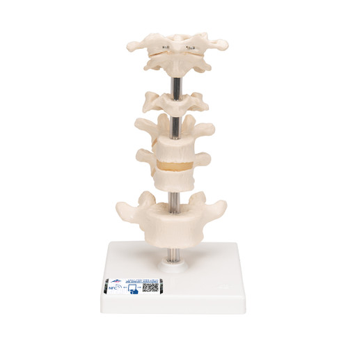 Consisting of atlas, axis, another cervical vertebra, two thoracic vertebrae with inter-vertebral discs and one lumbar vertebra. On stand, removable.