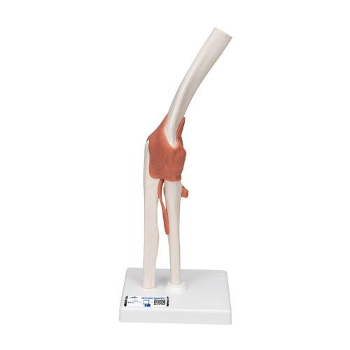 This high quality, life-size functional elbow joint model provides a graphic demonstration of the anatomy and mechanics of the human elbow joint. Use this fully flexible model to demonstrate abduction, anteversion, retroversion and internal/external rotation.
Elbow joint consists of portion of the humerus, complete ulna and radius as well as joint ligaments.
Comes on removable stand for easy study or display.
