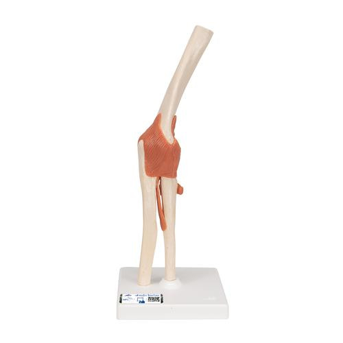 This high-quality deluxe functional elbow joint model with ligaments shows the anatomy and possible physiological movements of the human elbow joint in exceptional detail. This model clearly demonstrates abduction, anteversion, retroversion, internal and external rotation. The color of the natural-cast bones of the elbow joint is extremely realistic. The cartilage on the elbow joint surfaces is marked in blue. The elbow joint consists of a portion of the humerus, ulna and radius. Functional elbow joint mounted on a base for easy display