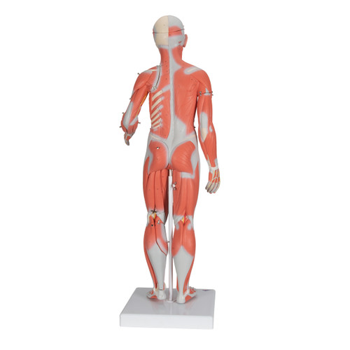 1/2 Life-Size Complete Human Female Muscle Figure, without Internal Organs, 21 part - 3B Smart Anatomy