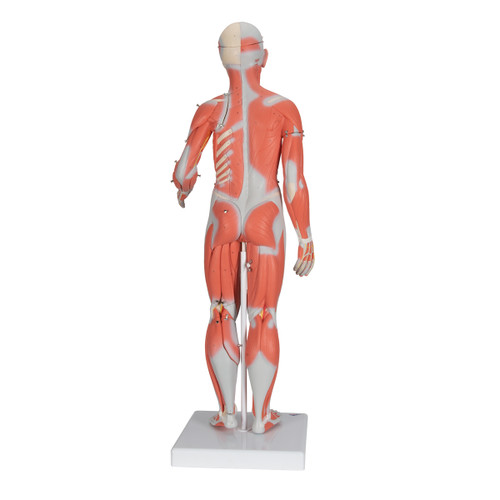 The mini muscle figure has (57 cm) strength is in its value. All the superficial musculature of the human form is accurately reproduced and detailed in life like colors in this desktop size of the muscular figure. The chest plate is removable from the muscular figure to reveal the internal organs and the right side contains a female mammary gland. Over 125 hand-numbered and identified structures of the human anatomy on this muscular figure. Mini muscular figure delivered on base.