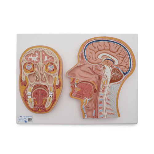 The 2 relief models show the median and frontal section of the head on baseboard. This two views of this high quality model shows the important anatomical structures of the head in full detail. Important anatomical structures include cross sections of the brain, spinal cord, and sinuses of the human head.