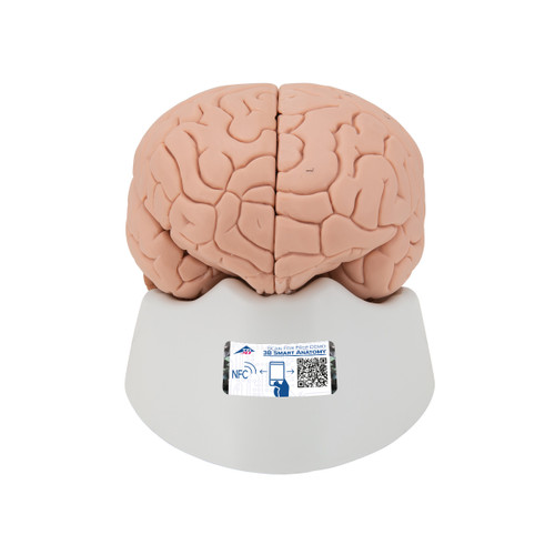 Contrasting colors are used to indicate various anatomic structures in the human brain, making this high quality model perfect for beginning anatomy studies of the human brain. Made of unbreakable vinyl, life-size and anatomically accurate. The human brain is delivered with removable base for easy display in a classroom or doctor's office.