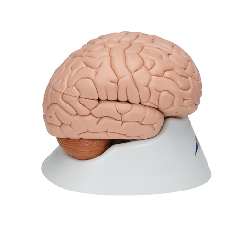 This brain is a great educational tool for teaching and learning about the human nervous system and anatomy of the brain. The detailed brain is delivered on a removable base for easy display in the classroom.