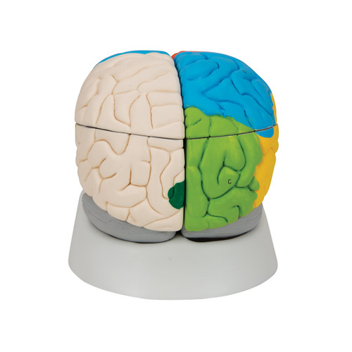 This deluxe brain is medially divided. On the right half of this brain, you will find a colored, systematic grouping and representation of the cerebral lobe. The left half of the brain shows: