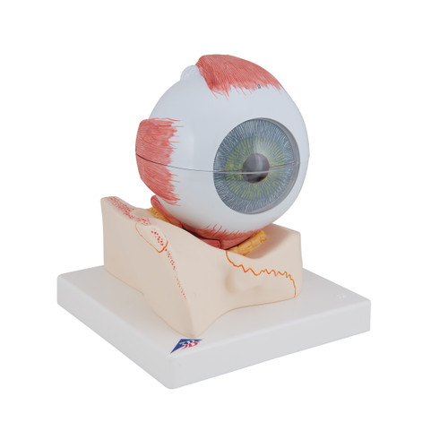 Removable parts of this anatomical human eye model include: Upper half of the sclera with cornea and eye muscle attachments Both halves of choroid with iris and retina Lens Vitreous humour