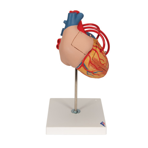 This 2-times life-size heart is a great help for teaching heart anatomy, even in large lecture halls or classrooms. The front heart wall can be removed to view the inner chambers of the human heart.
In addition to the anatomy of the heart, this heart model shows a venal bypass to the ramus postero-lateralis of the right coronary artery, to the ramus interventricularis ant. of the left coronary artery with branching to the ramus diagonalis as well as a bypass to the ramus circumflexus of the left coronary artery. Heart on removable stand.