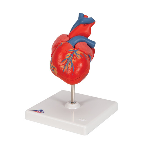 Highly detailed 2-part human heart model at a price you will love. The front heart wall is detachable to reveal the chambers and valves inside the human heart. The classic heart model just slightly smaller than life-size with exquisite anatomical detail throughout. Great model of the anatomy of the human heart. Stand included with this high quality heart.
