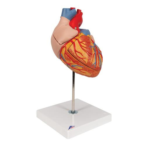 This 2-times life-size heart model allows a very easy identification of all anatomical structures in the human heart and is a perfect aid for lessons in big classrooms or lecture halls. The atrium walls and the front heart wall are removable to reveal the most professionally detailed and realistic heart available.
Hand-painted in lifelike colors to depict dozens of items of anatomical interest in the human heart. This high quality heart is delivered on removable stand.