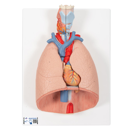 This is a great model of the anatomy of the lung area. The lung model with larynx is on baseboard for easy display in classroom or doctor's office.  Every original 3B Scientific® Anatomy Model gives you direct access to its digital twin on your smartphone, tablet or desktop device.  Enjoy using the exclusive virtual anatomy content with the following features: