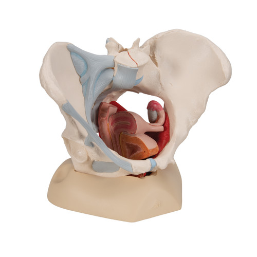 Female Pelvis Skeleton Model with Ligaments, Muscles & Organs, 4 part - 3B Smart Anatomy