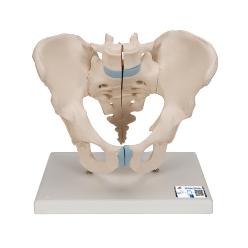 This 3-part model is a natural cast of a male, bone pelvis. It shows all anatomical structures in detail: both hip bones, pubic symphisis, sacrum and coccyx as well as the fifth lumbar vertebra with intervertebral disc. A median section has been placed through the fifth lumbar vertebra, the sacrum and the coccyx, so that the pelvis, which is held together by practical magnets, can be split into two halves. This means that part of the cauda equina is also visible in the vertebral canal. The left half of the fifth lumbar vertebra is held together by magnets and can also be removed.