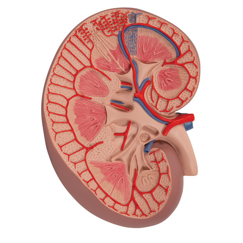 The kidney section, colorful and anatomically accurate, model depicts a longitudinal section of the human right kidney. All important structures of the human kidney for student and patient education are shown. The kidney is three times life size. No baseboard included with the basic kidney section.