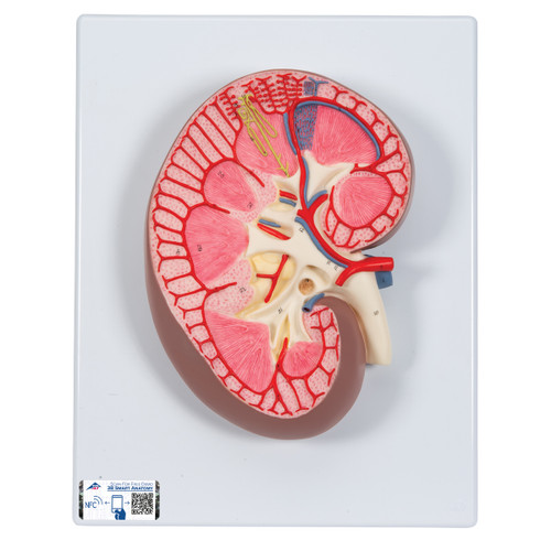 The kidney section is a colorful and anatomically accurate model. The human anatomy model depicts a longitudinal section of the right kidney. All important structures of the human kidney for student and patient education are shown in this kidney section model. The kidney is three times life size. The kidney section model comes with a users manual. Human kidney mounted on baseboard.