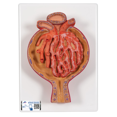 NEW PRODUCT available only with 3B Scientific® original anatomical models: Malpighivo Renal Calve model, 700x magnification - an extension of functionality with 3B Smart Anatomy.