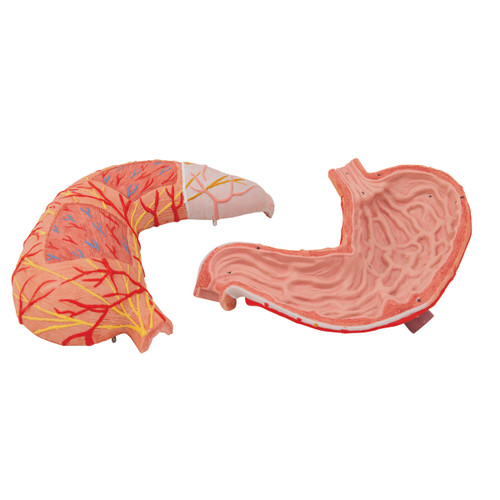 The stomach model shows the different and individual layers of the stomach wall. The front half of the stomach is removable for detailed study of the anatomy of the human stomach. The replica of the stomach depicts: